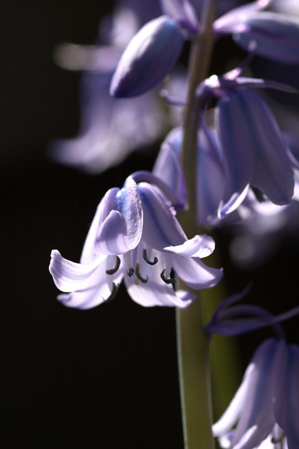 Bluebell Flower  by Joy Watson